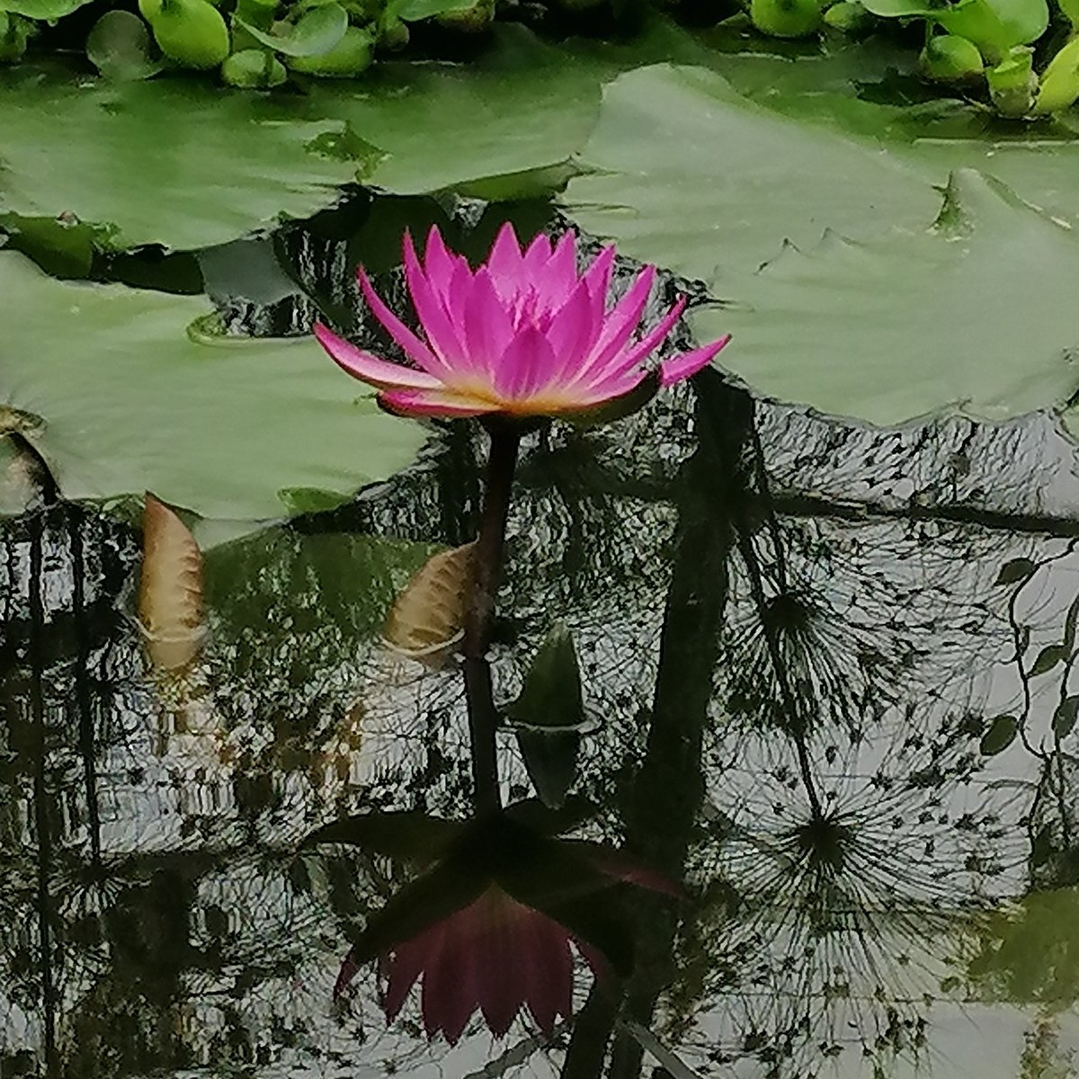 Beautiful life. Vibrantly bright. Floating on the water. I think this is the best waterlily I've ever seen.

#Reality includes #reflection.

Photographed <a href="/OBGHA/">University of Oxford Botanic Garden and Arboretum</a>