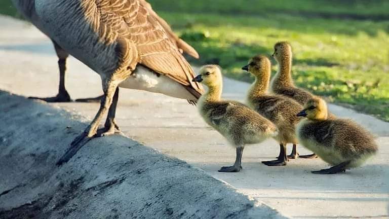 belisahealthy's tweet image. Does instinct drive our behavior? 🙏🏻🧘😌🧠🙈🦆 #namaste, #learningpatterns #innateintelligence, #imprint, #mentalhealth,
#rootingreflex, #motivation #instinctivebehavior, #tendencies, #survival, #patterns
verywellmind.com/instinct-theor…