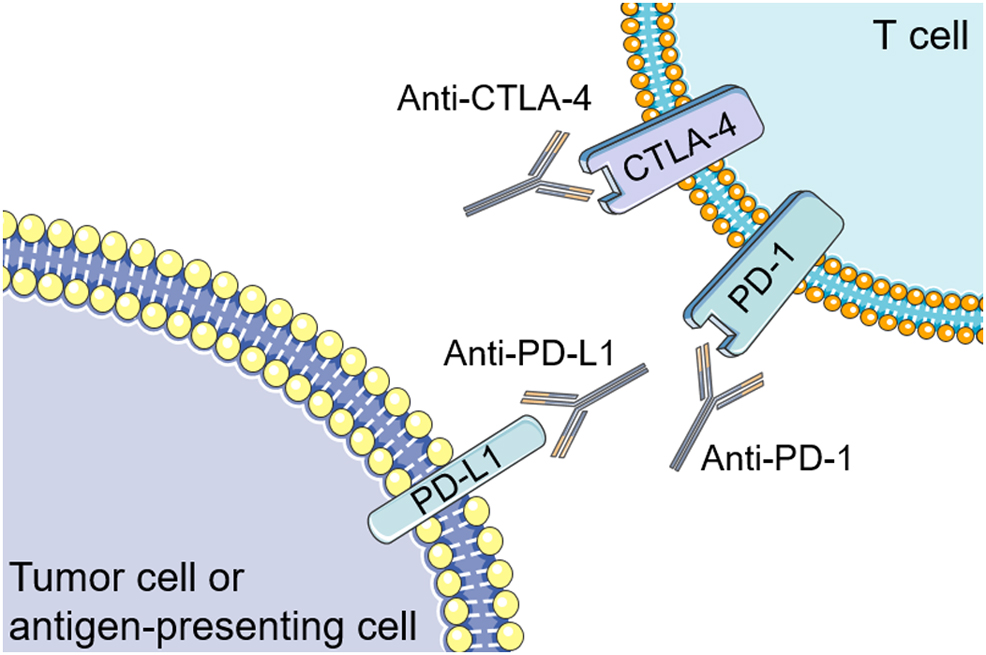 Immunotherapy in aggressive pituitary tumors and carcinomas: a systematic review. A #BACR 2022 featured article, by Mirela Diana Ilie et al. @the_hormone_doc @crcl ow.ly/hJij30smwOF