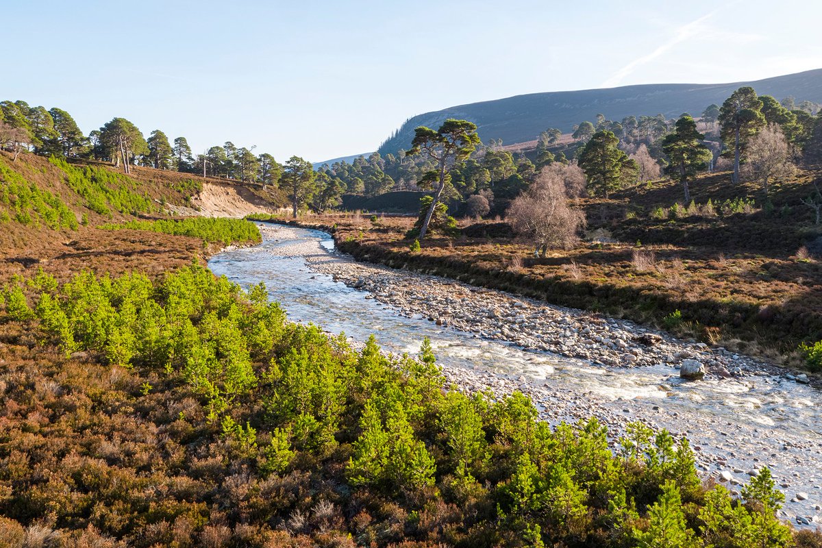 Tickets still available for our free Riverwoods screening 7pm Wednesday, at Bonar Bridge Hall as part of Highland Climate Festival: eventbrite.co.uk/e/riverwoods-a… #Riverwoods #wildsalmon #wildseatrout #GenerationRestoration #climatecrisis #climatechange #WildlifeComeback #BigPicture