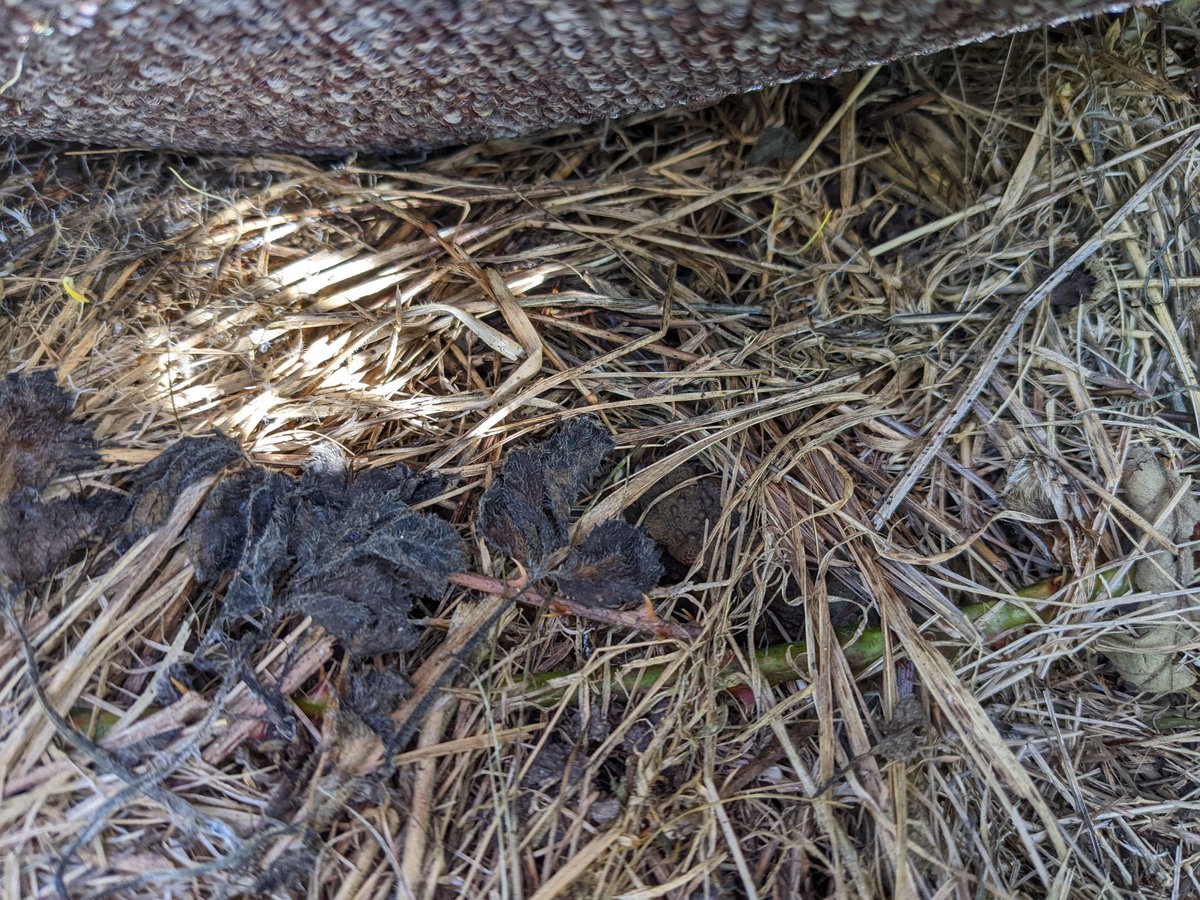 froglifers's tweet photo. Our #DiscoveringDewponds team were out and about on the @sdnpa recently checking #reptile mats. 

A juvenile #toad was making use of one and staff member Will spotted a common #lizard on a log opposite. Can you spot them in these pictures? 

#Beautifulplacestowork @nationaltrust https://t.co/eLcCRdRdsB
