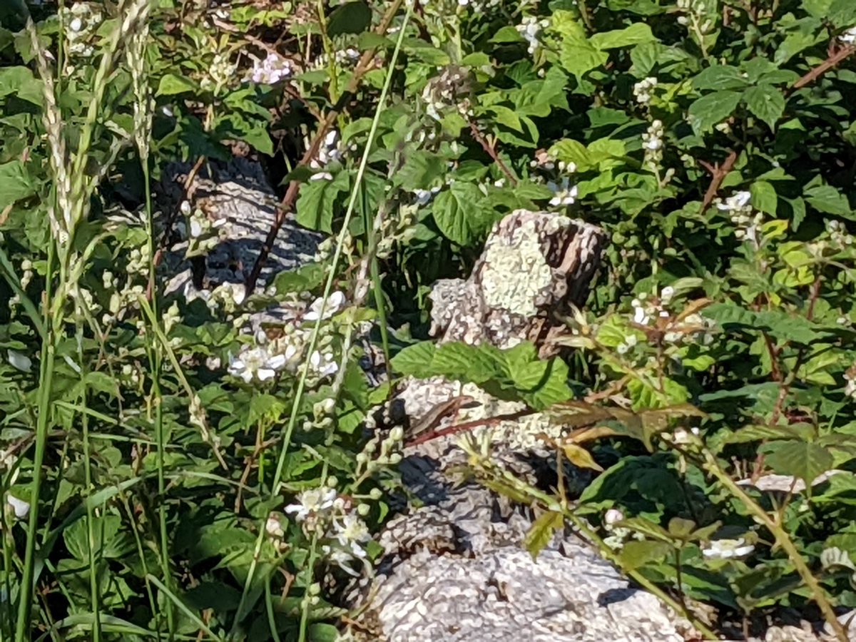 froglifers's tweet photo. Our #DiscoveringDewponds team were out and about on the @sdnpa recently checking #reptile mats. 

A juvenile #toad was making use of one and staff member Will spotted a common #lizard on a log opposite. Can you spot them in these pictures? 

#Beautifulplacestowork @nationaltrust https://t.co/eLcCRdRdsB