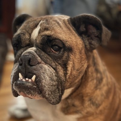 Meet Fiona, now “Loretta!” She’s 6, my 4th English Bulldog, and she’s my 3rd Rescue/Adoption for this breed!! 🙏🏻❤️🐾 #BulldogsRock #SaveALife #NewProfilePic