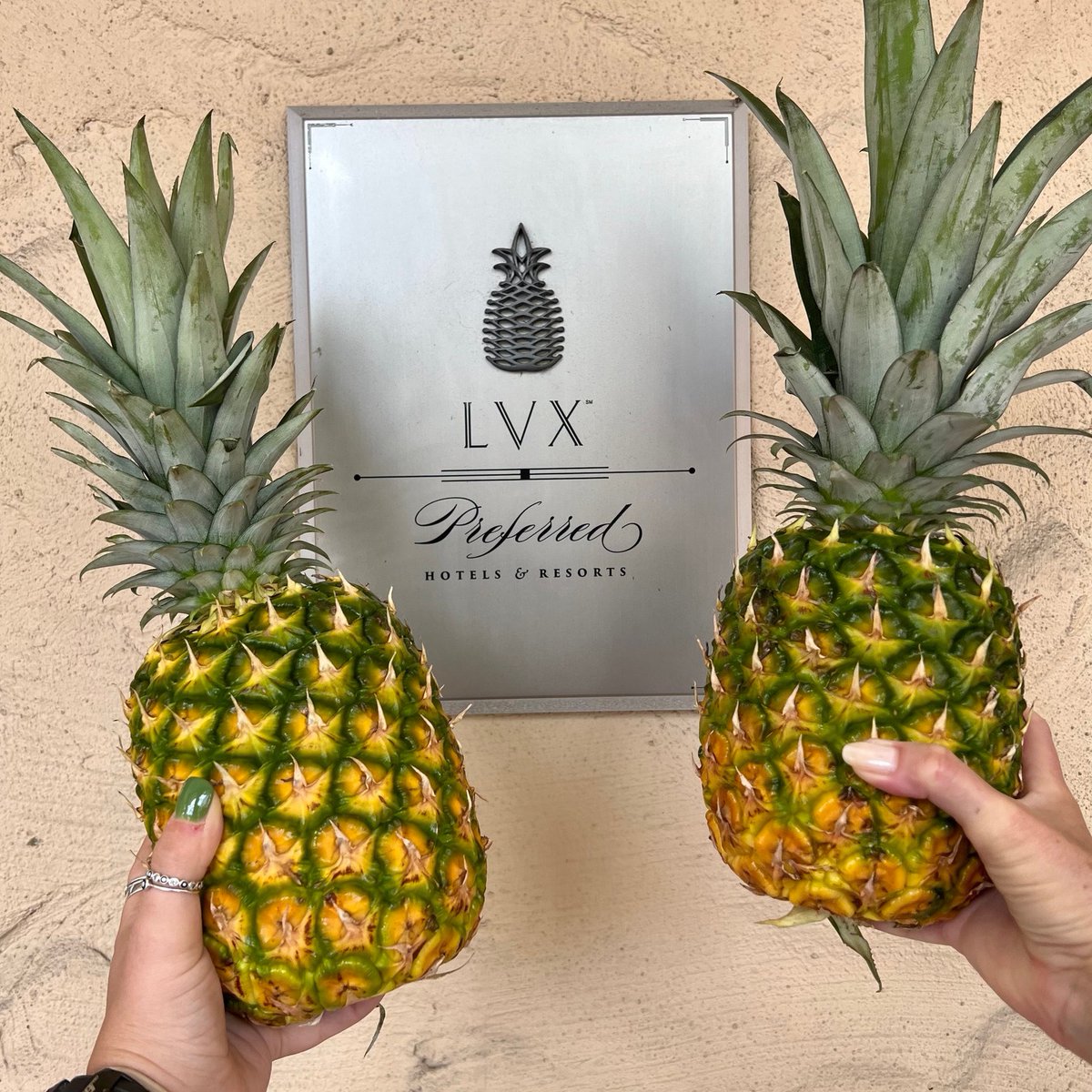 TheAlfondInn's tweet photo. We are celebrating International Pineapple Day as a proud member of the Preferred Hotels &amp; Resorts portfolio.

Did you know the pineapple has a 500+ year legacy as the emblem of hospitality? #ThePreferredLife #internationalPineappleDay #BelieveInTravel #arthotel #winterparkfl https://t.co/EeG63PWKU1
