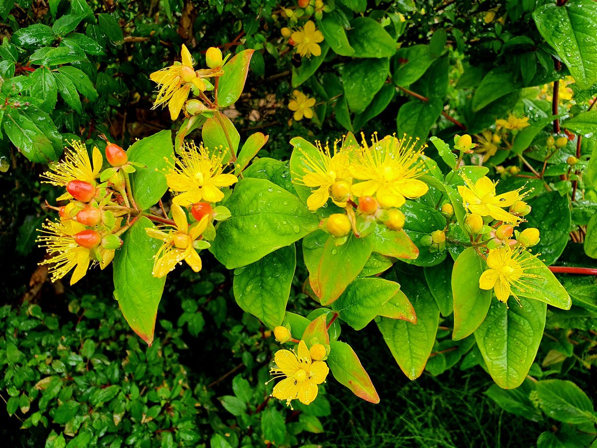 I can be melancholy, but Witch Cottage Garden brings healing to body, mind and soul. Mother Earth gives gifts  - always what we need! And so Saint John's Wort, Balm of Warrior's Wounds, long used in treating melancholy has sprung up abdundantly. To the bee's delight and mine!