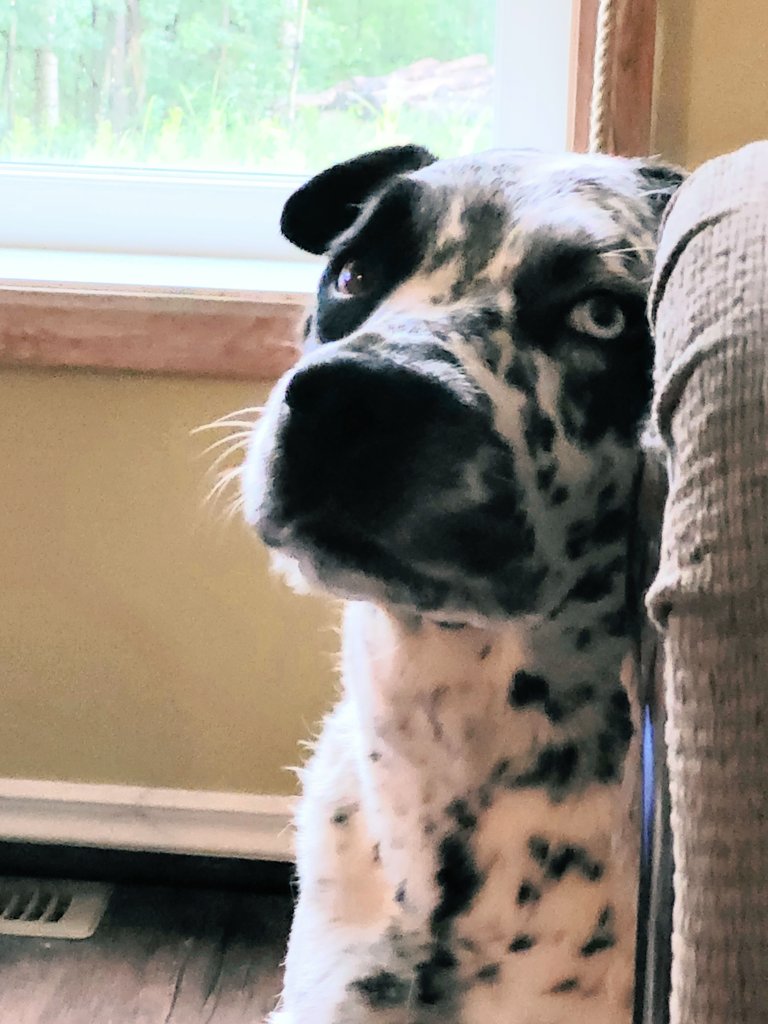 SparrowsRetreat's tweet photo. We had big thunder, lightening and hail yesterday. I didn't like it one bit. Stuck like glue to Mom. #mondaythoughts #dogsoftwitter #dogs #thundersucks https://t.co/kILP8dibXR