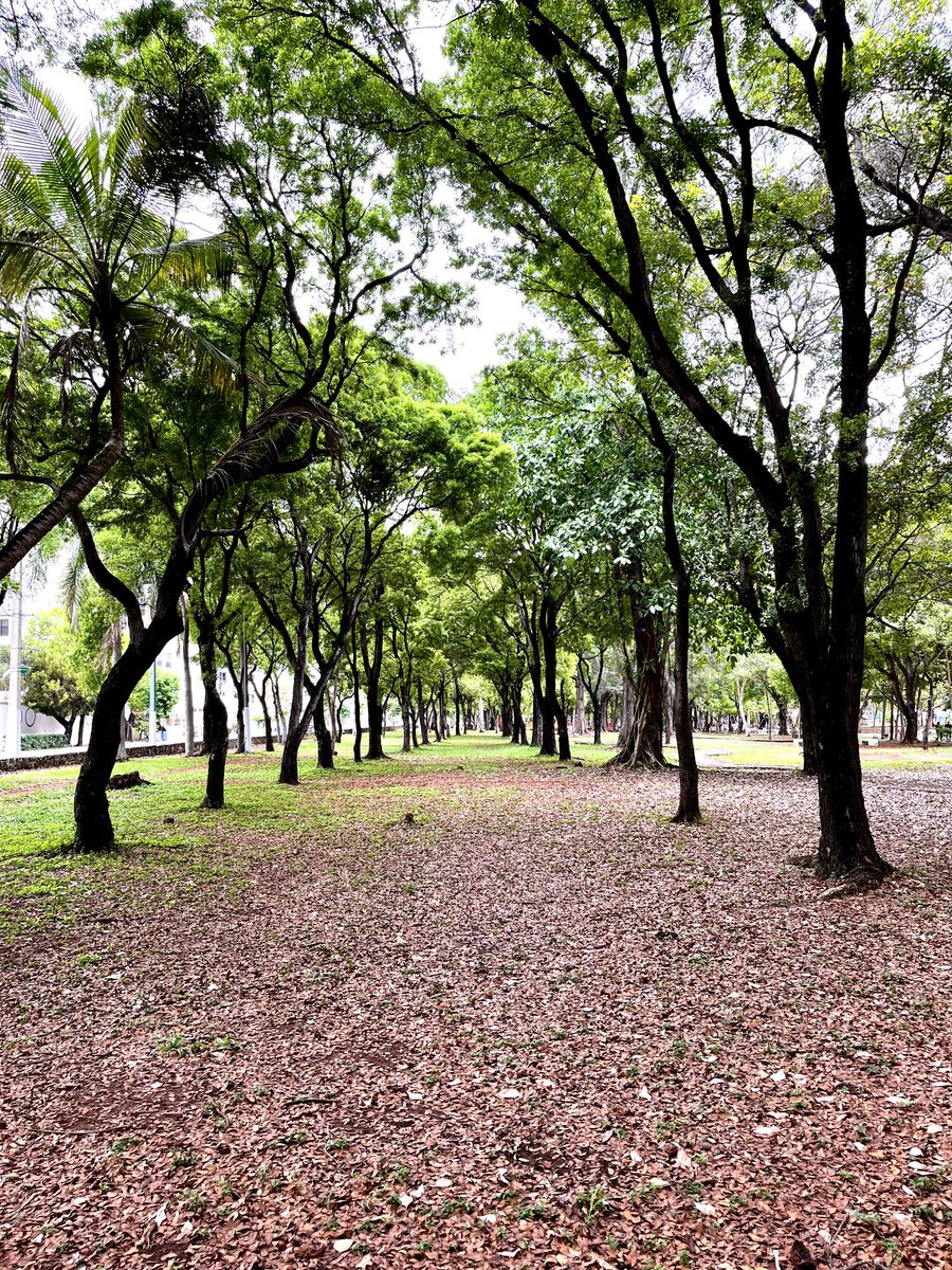Buenos días !!!! Hermoso sendero dentro del #parquemirador #amigosdelparque #marcapais