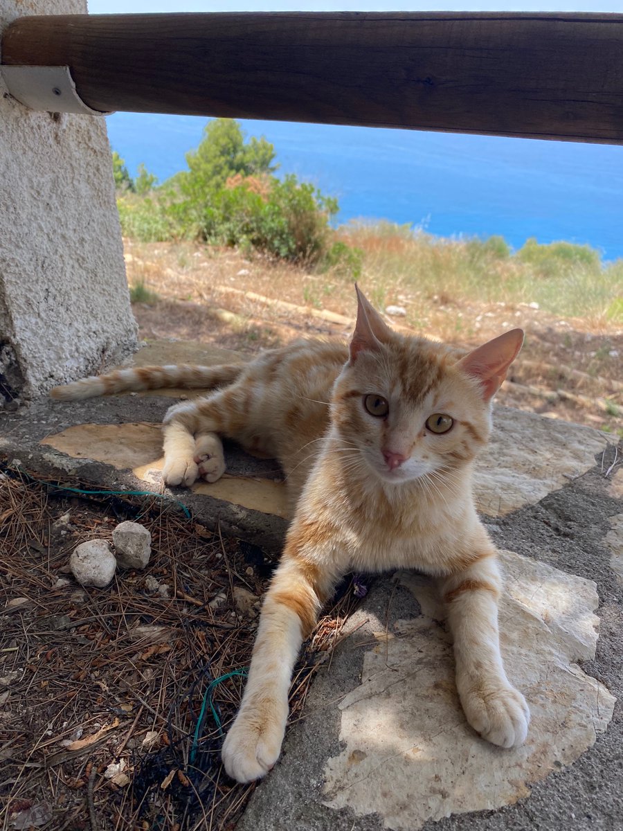 RoxyGly's tweet photo. Cats of #Greece https://t.co/YERVonnkEB