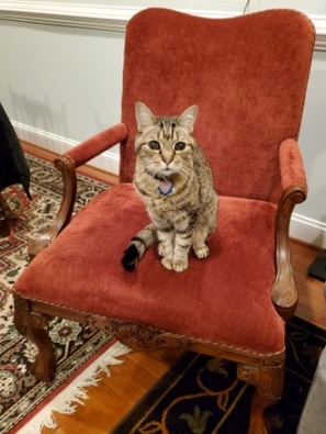 On Friday, we said goodbye to my beloved Felix. He was my steadfast companion for the past 20 years, and he always lived up to the meaning of his name. My life is brighter because he was in it. Descanse en paz, mi corazón. 💔