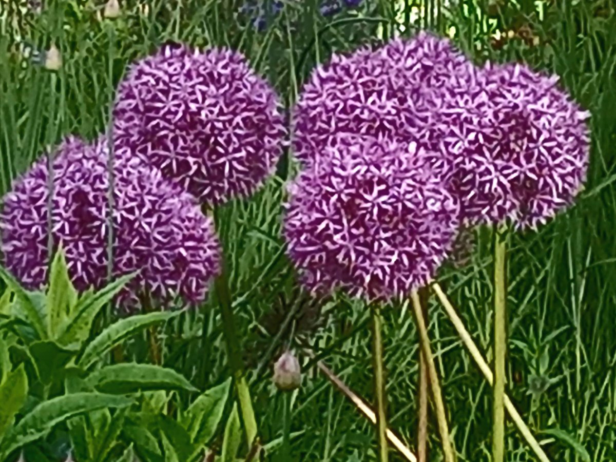 Stargazer1210's tweet photo. I absolutely love #GardeningTwitter  It's helps me ground ,engages with #Nature .Put that with #LauraMcGlinnPhotography #TheMindfulImage #TheWellbeingSignpost #Purple #Alliums #SelfCompassion #healingjourney https://t.co/qK2V1pQqqZ