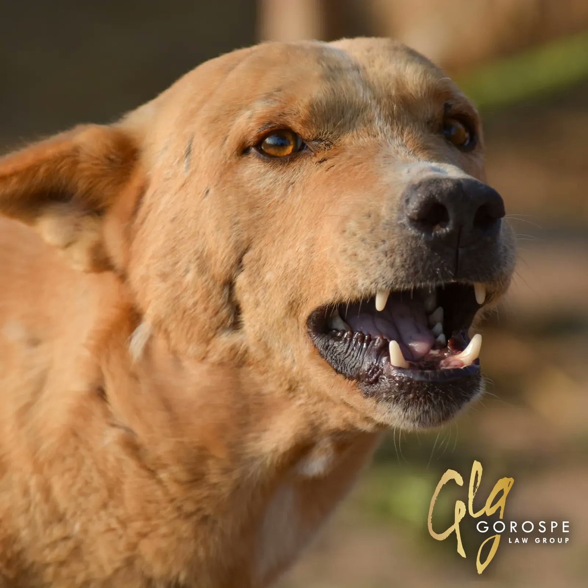 Did you know that over 800,000 people in the US require medical attention for dog bites every year? The victim of a dog bite has the right to seek compensation from the pet owner, and we're ready to fight for you.