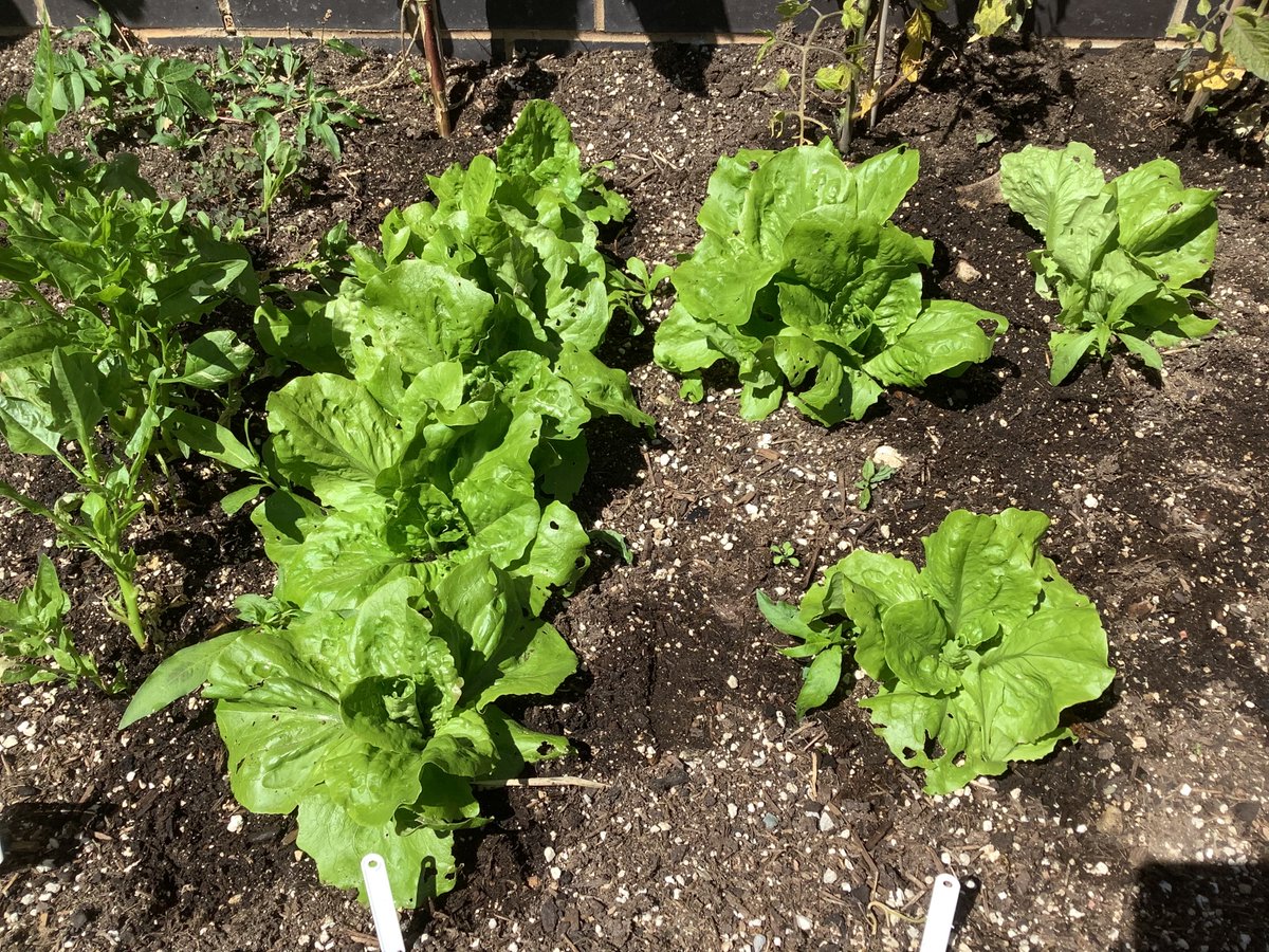 Worthing High Geo tweet media