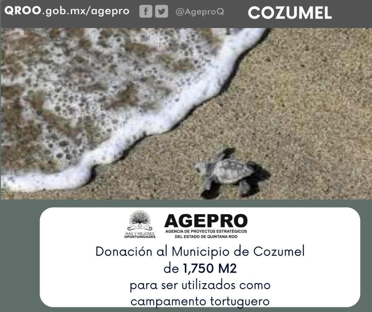 AgeproQ's tweet photo. Se concretó la donación de 1, 750 metros cuadrados al Municipio de Cozumel para el establecimiento de un campamento tortuguero con el que se reforzarán las acciones de protección a estas bellas especies.

#DonacionesAGEPRO https://t.co/SfrF2SAekL