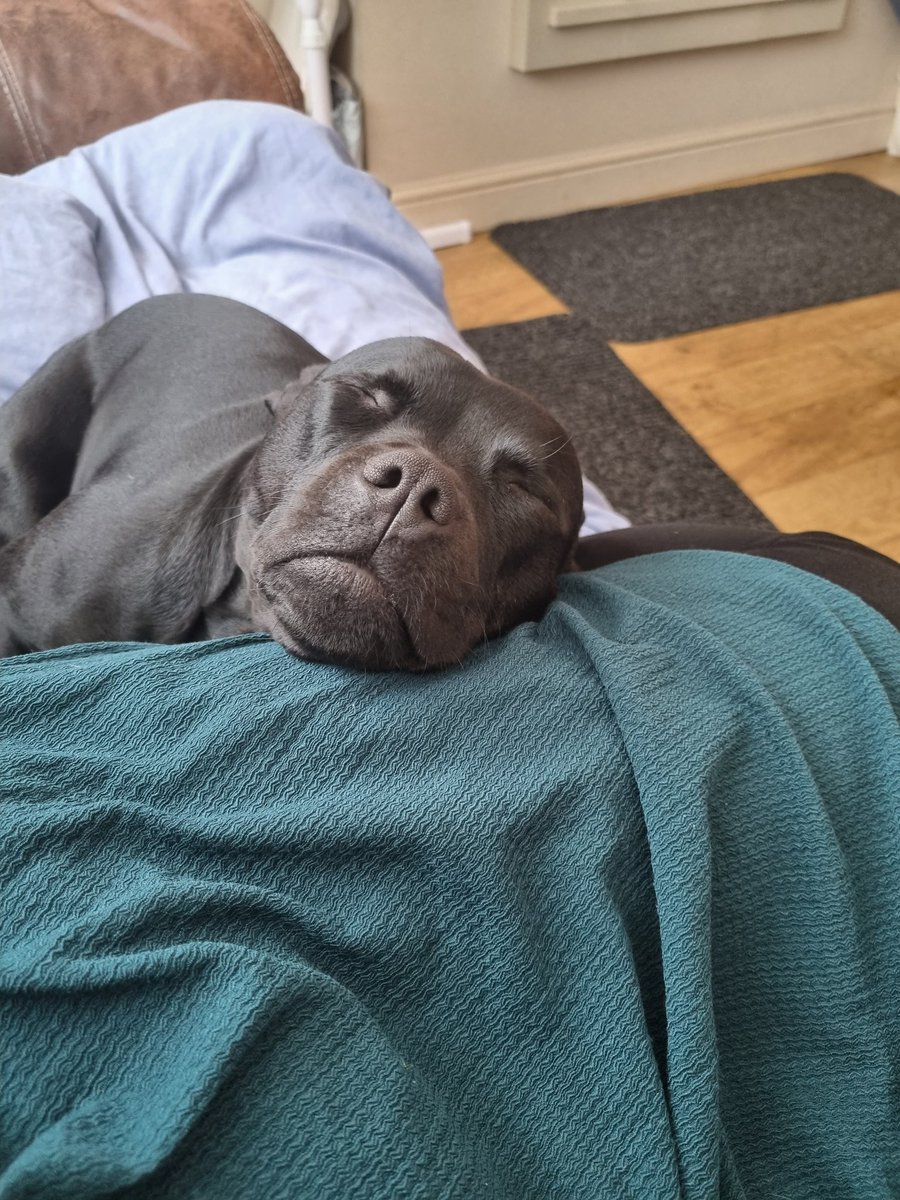 Think someone missed me today!! #sleepypup