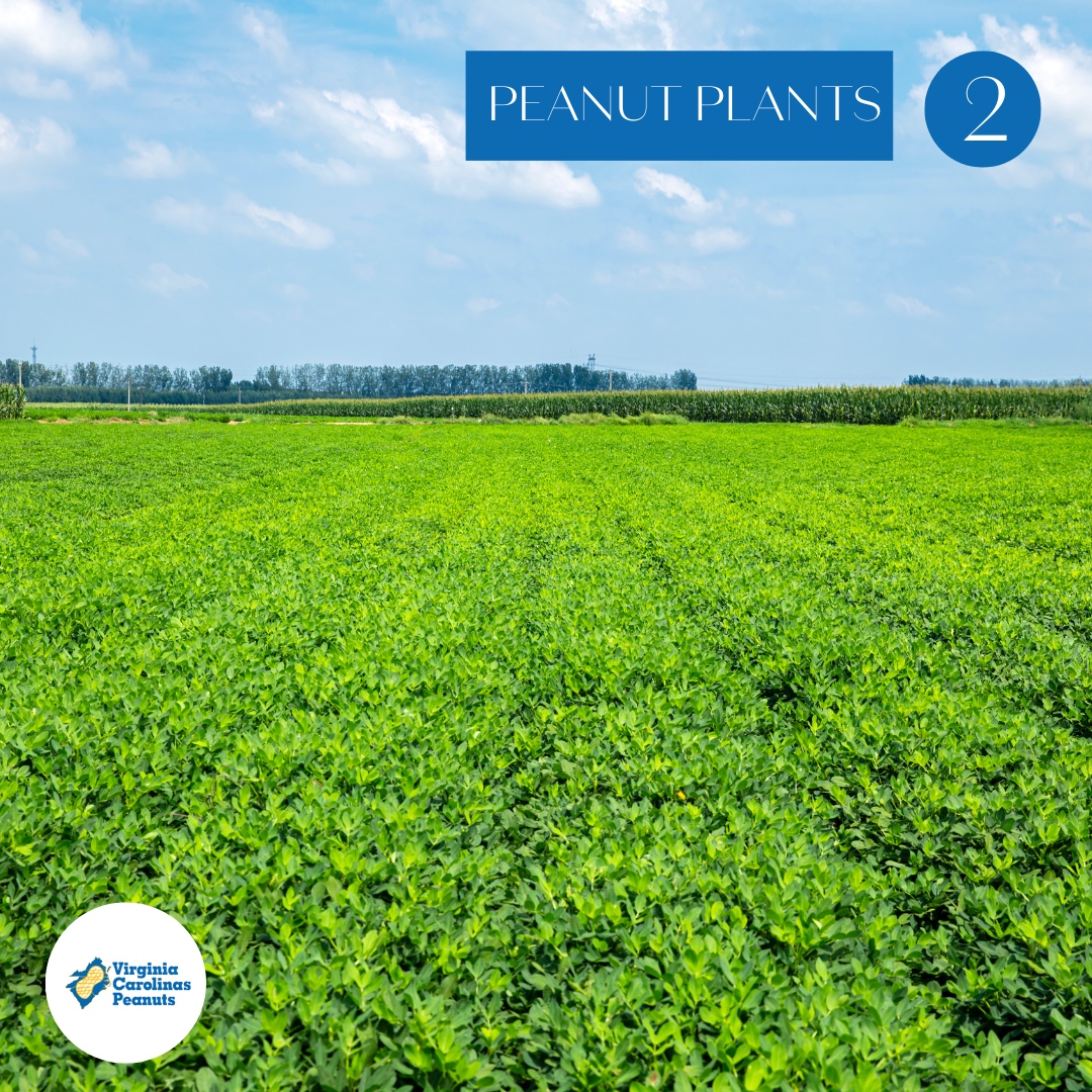 Virginia Carolinas Peanuts (VC_Peanuts) / Twitter