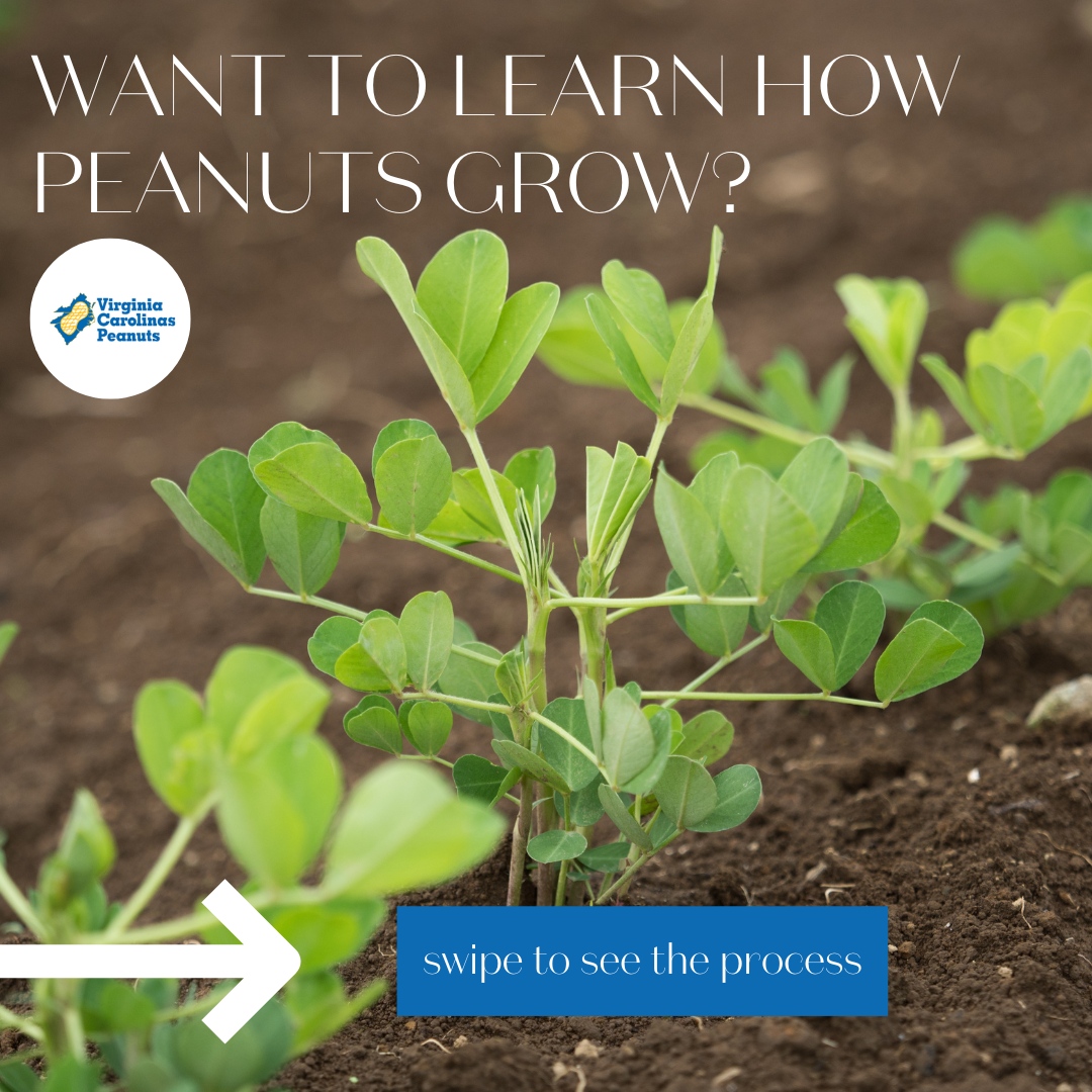 NCpeanuts's tweet photo. Want to see how peanuts start from the field and end up on your table? Take a look for a step-by-step guide! π₯
#virginiapeanuts #northcarolinapeanuts #ncpeanuts #vapeanuts #scfarming #vafarming #ncfarming https://t.co/mFKkAgagsh
