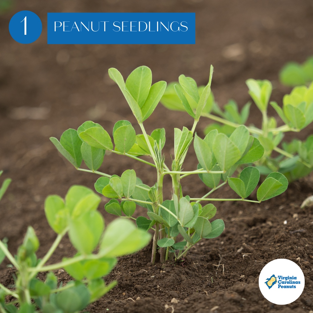 NCpeanuts's tweet photo. Want to see how peanuts start from the field and end up on your table? Take a look for a step-by-step guide! π₯
#virginiapeanuts #northcarolinapeanuts #ncpeanuts #vapeanuts #scfarming #vafarming #ncfarming https://t.co/mFKkAgagsh