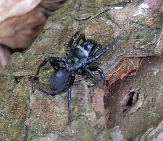 lltimms's tweet photo. Hi my spider people, is this a black purseweb spider? Seen today in Mississauga, Ontario (but not by me). @Cataranea @spiderdayNight 🕷️ https://t.co/ADun28HKPr