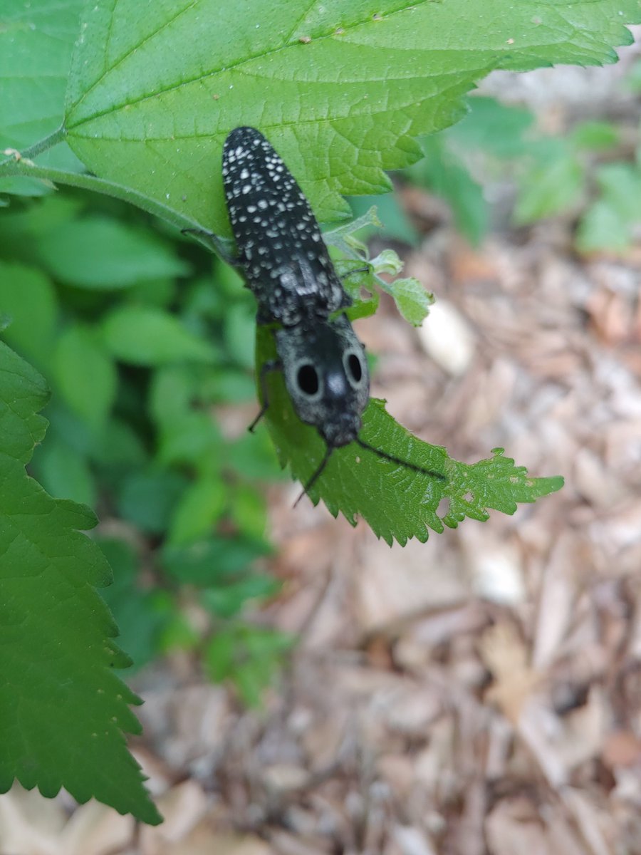 The self mimicry game is strong with this Eastern eyed click beetle.
#mimicry