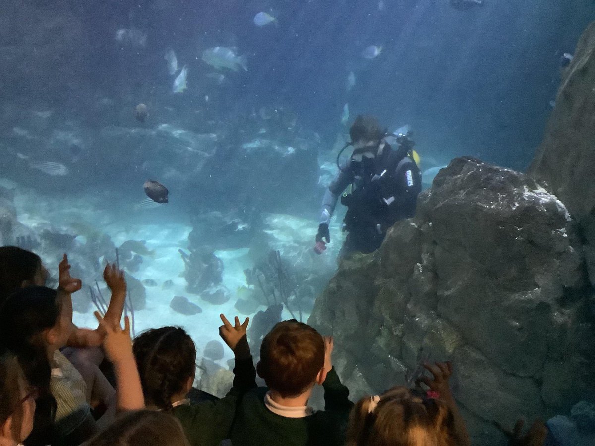 Y1 enjoyed a trip to @NMAPlymouth today. They enjoyed watching the fish and learning about their habitats and characteristics. They even communicated with some divers! #KS1 #science #marinebiology