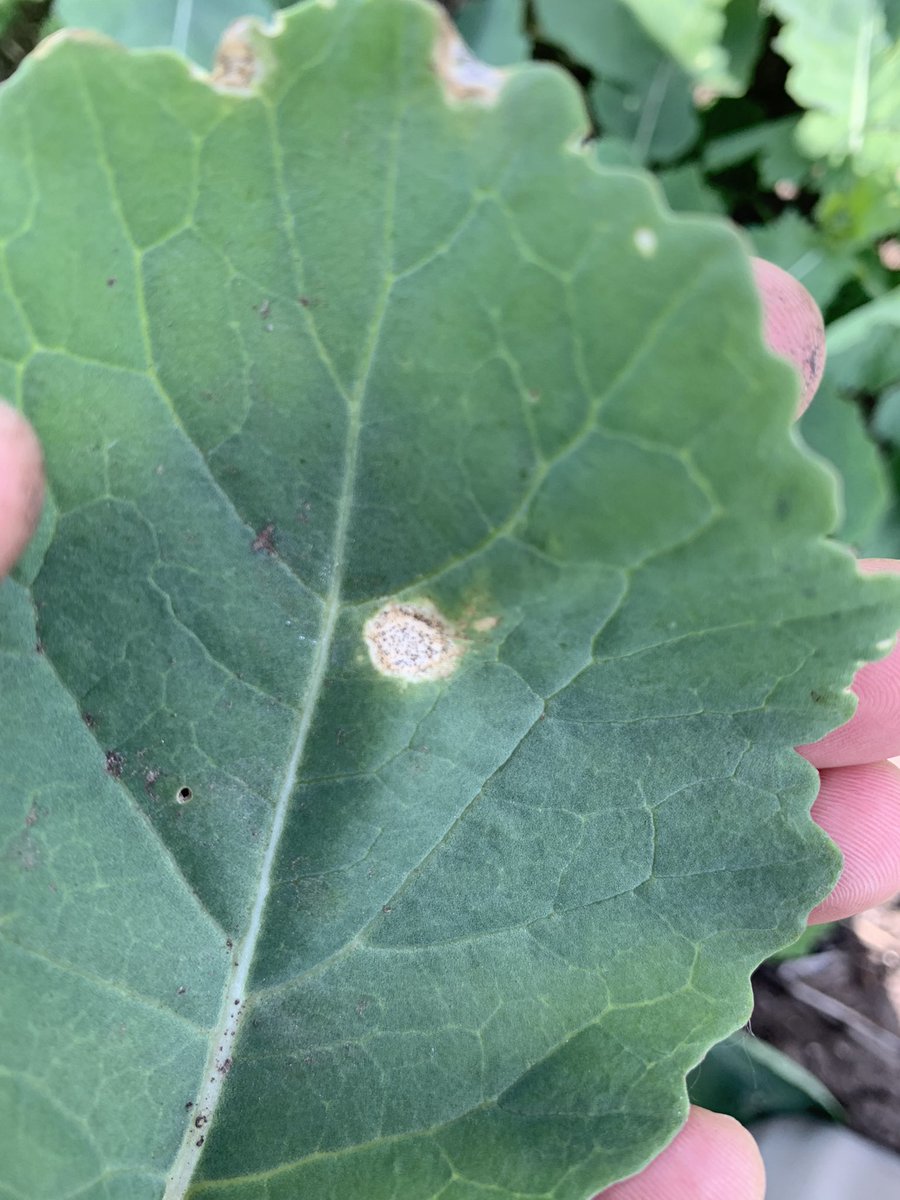 Brock Shearer tweet media