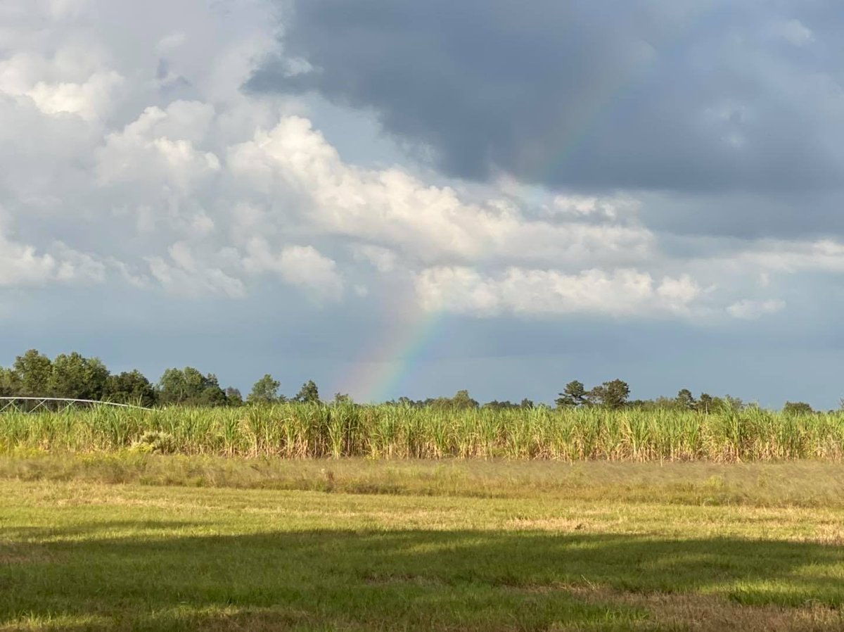 Richland_Rum's tweet photo. “The Best American Rum”(Forbes®) is made from Sugarcane that is grown right here in South Georgia.

 📸The Sugarcane Farm at Richland Estate

BTW, you’re not likely to find a pot of gold at the end of rainbow, but who knows, maybe there’s RRum… https://t.co/YL1XVzVC7m