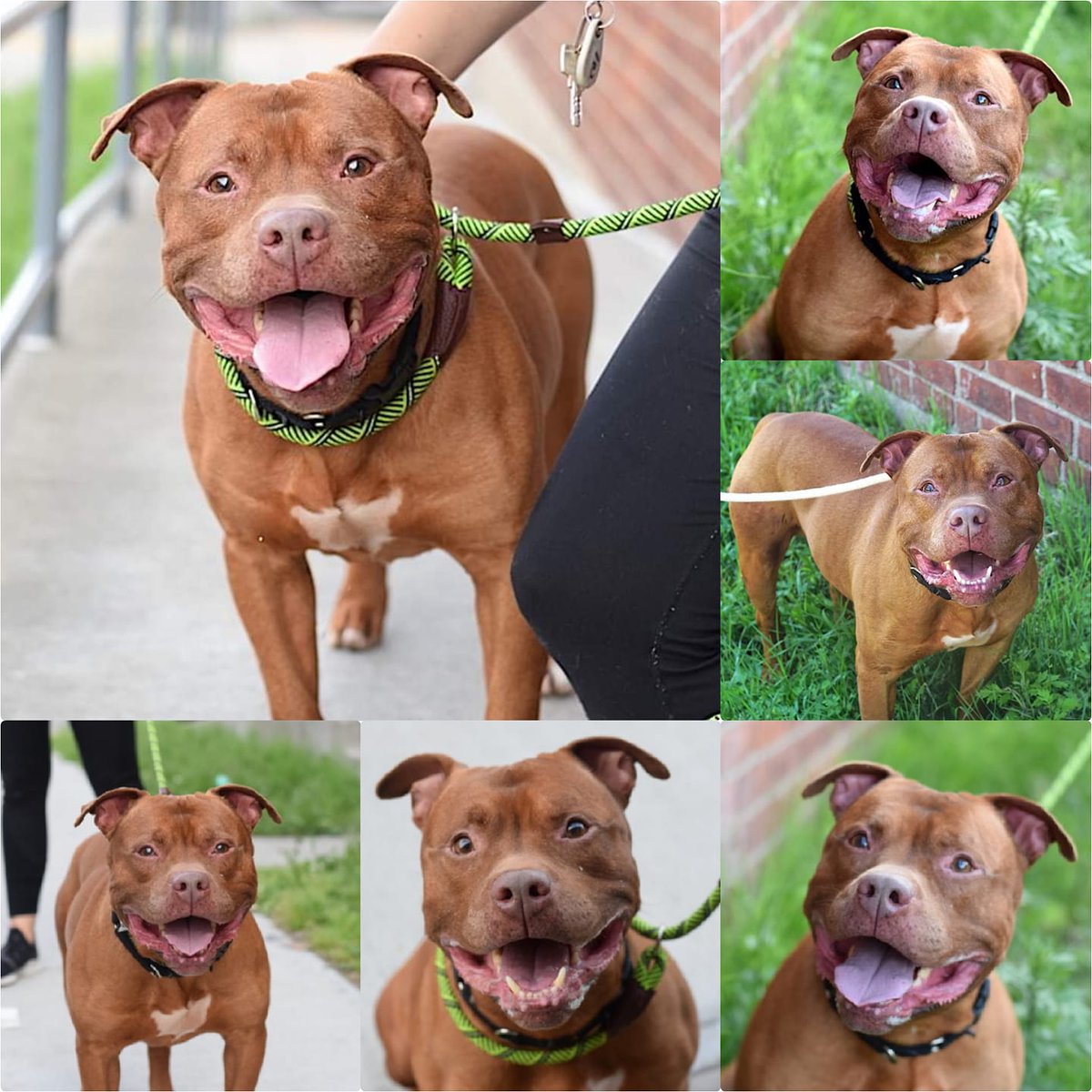 NMBewitched's tweet photo. Juba
#NYCACC
#142423
Kill Day 6/28
https://t.co/u9tXGyr9vN
#Foster
1st lesson of ACC is they kill #RedPits more than any other🐶
All gentlemanly manners
Though a stuffie killer🤭
Aloof at times his💔 side
"Hops off the bed Wiggle & Wags over to kennel door to go outside"
#Pledge https://t.co/E7mOMeNhvK