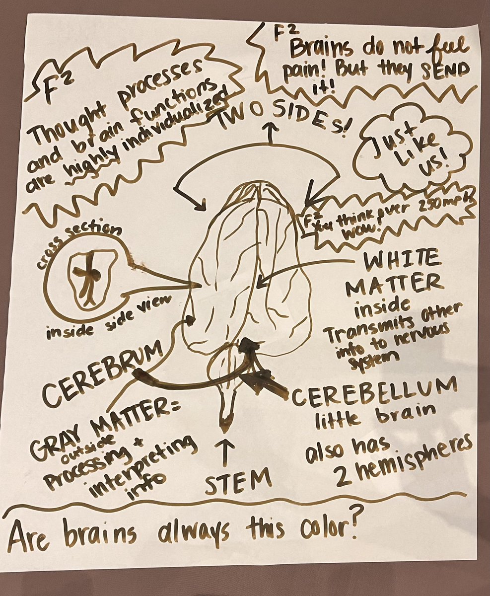 warrenfirst1's tweet photo. We dissected a sheep brain today and learned all about learning in Quad D! #MSC2022 @RigorRelevance @Lebanon_Schools https://t.co/wzHMA0VBgm