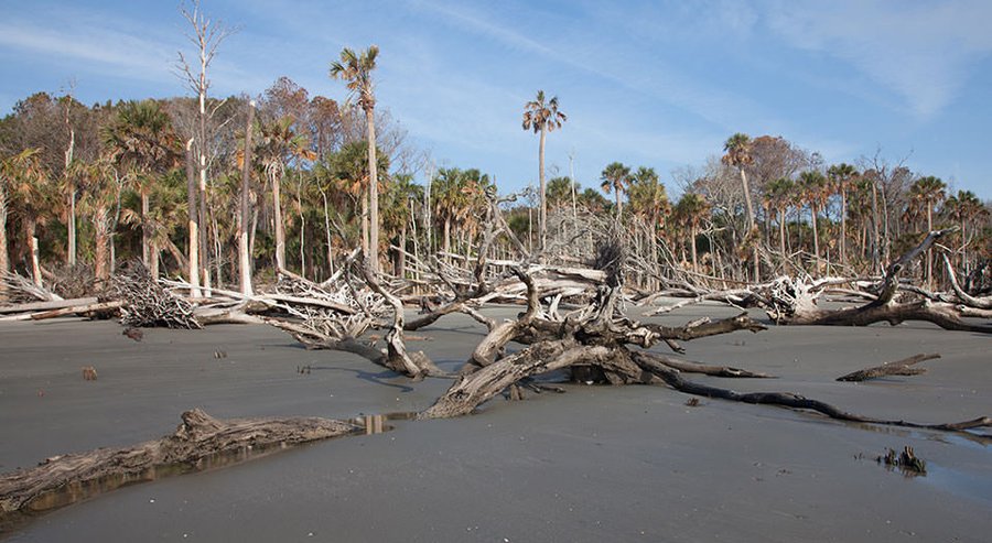 Photo of a ghost forest on the shore