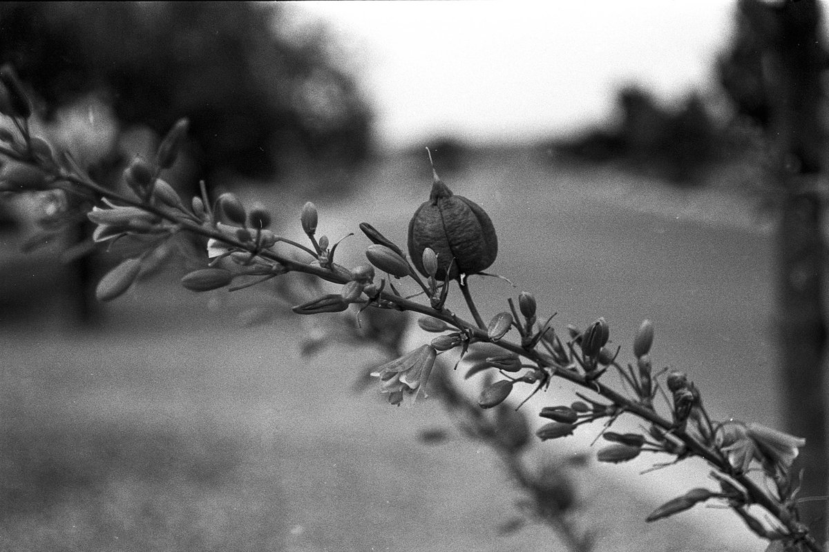 mtungate's tweet photo. Nikon N80 | Ilford HP5 https://t.co/kxYzVmSYdP