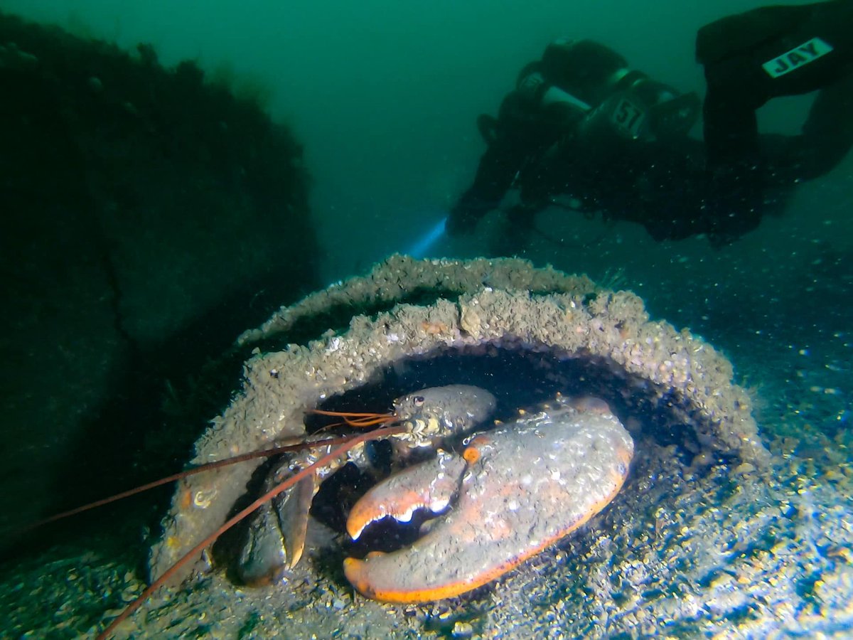 Getting up close with the squidgy stuff. This lobster was up for a fight with those rather large pincers #Prism2 #hollis #rebreather #channeldiving #tecdiving #CCR #ukdiver #ukdiving #eastbourne #dive125 #sswellpark #lobster

📸 instagram.com/p/CfUbOq3Ie34/ via tweet.photo