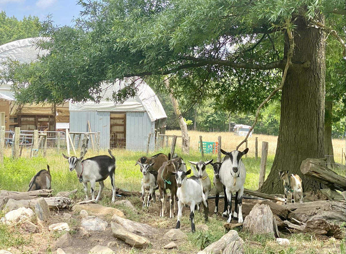 TheInnAtCelebr1's tweet photo. "Rest is not idleness, and to lie sometimes on the grass under trees on a summer’s day...watching the clouds float across the sky, is by no means a waste of time." - John Lubbock
#celebritydairyfarm #celebritydairyinn #aroundchatham #chathamnews #chathamNC  #goatfarm #goatdairy https://t.co/wmrlHI3p1j