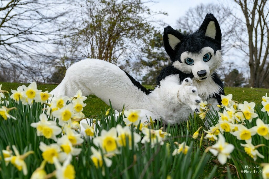 PinselLuchs's tweet photo. https://t.co/OuE85TqTM1
🐺: @shishasheppy
📍: #Cologne #Suitwalk
> More: https://t.co/RW8EMcUJYV <
> KoFi: https://t.co/2dKBFGlc9v <
📸 This photographer is open for business. 👀
#furry #fursuit #fursuiting #fursuitphotography #photography #ifttt #cologne #flowers #shepp… https://t.co/zZwI7rm1IM
