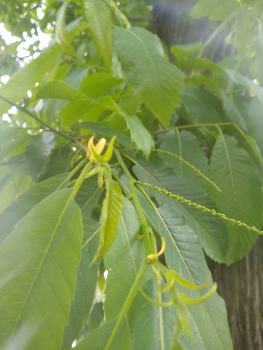 Check A Sweet Chestnut tweet media