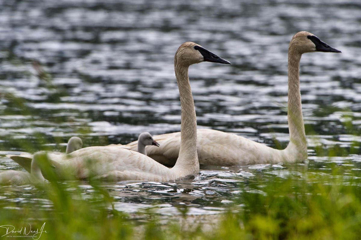 dneeljrphoto's tweet photo. Finally got a chance to photograph a swan family as the chicks were still small. #wildlifephotography #Alaska #Nikonusa #TwitterNatureCommunity #captureAlaska #nikonnofilter #Alaskalife #YourShotPhotographer #Zcreators https://t.co/61vbXM1vSF