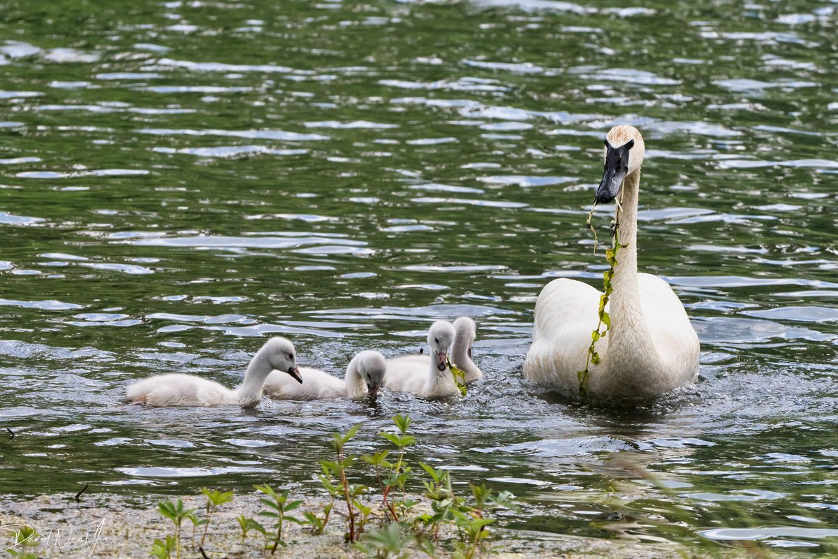 dneeljrphoto's tweet photo. Finally got a chance to photograph a swan family as the chicks were still small. #wildlifephotography #Alaska #Nikonusa #TwitterNatureCommunity #captureAlaska #nikonnofilter #Alaskalife #YourShotPhotographer #Zcreators https://t.co/61vbXM1vSF