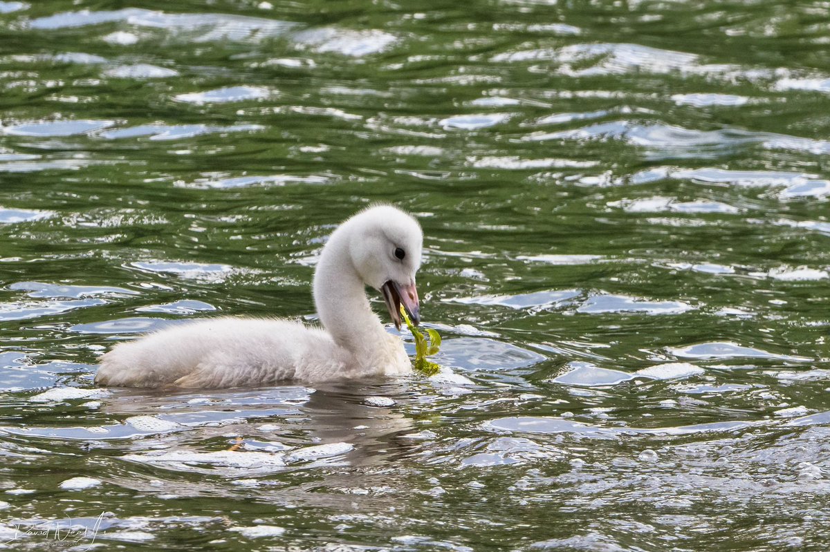 dneeljrphoto's tweet photo. Finally got a chance to photograph a swan family as the chicks were still small. #wildlifephotography #Alaska #Nikonusa #TwitterNatureCommunity #captureAlaska #nikonnofilter #Alaskalife #YourShotPhotographer #Zcreators https://t.co/61vbXM1vSF