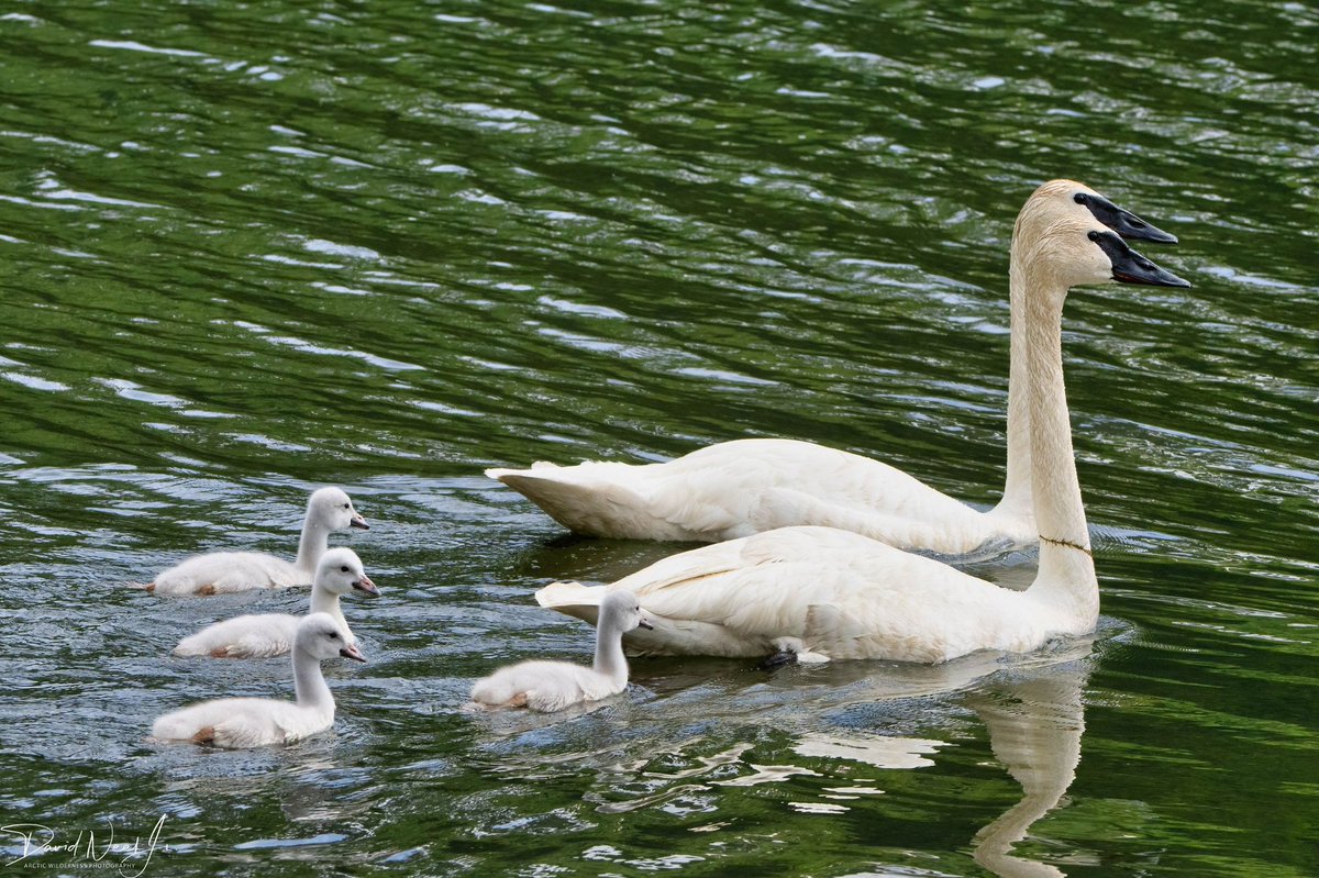 dneeljrphoto's tweet photo. Finally got a chance to photograph a swan family as the chicks were still small. #wildlifephotography #Alaska #Nikonusa #TwitterNatureCommunity #captureAlaska #nikonnofilter #Alaskalife #YourShotPhotographer #Zcreators https://t.co/61vbXM1vSF