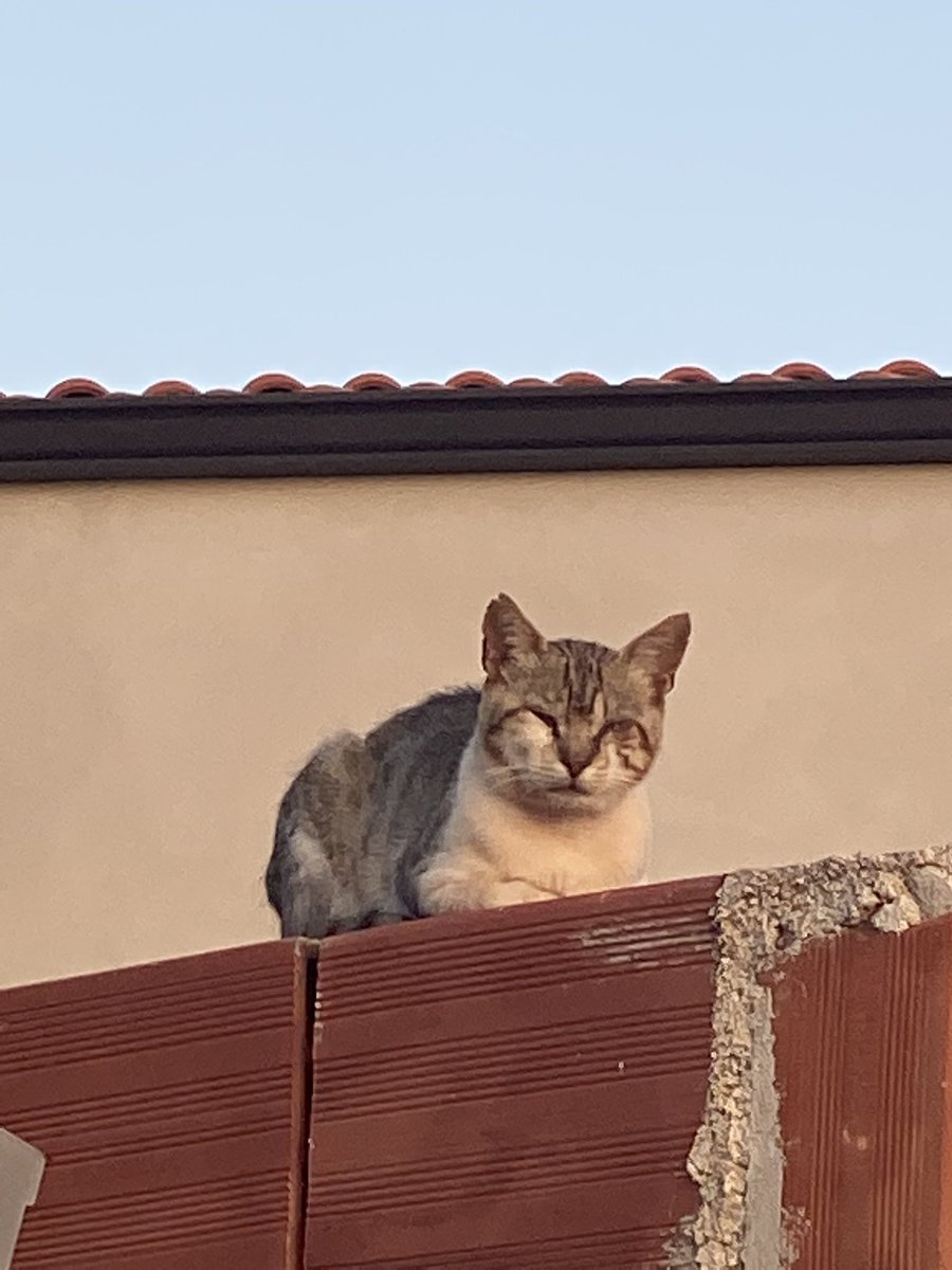 Lino_Scaccia's tweet photo. Buona serata e buona notte.. dalla gatta di vedetta .. non le sfugge nulla .. neanche il tramontar del sole!
#buonaserata #BuonaSerataATutti #BuonaNotte #BuonanotteATutti #gatta #vedetta #altramonto https://t.co/j8MGxGlSow