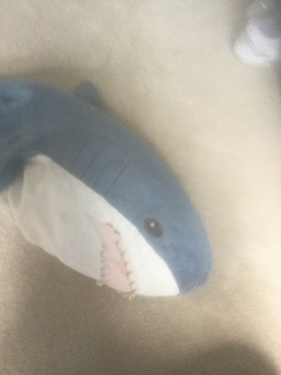 TonyIsFloofy's tweet photo. @shroomancy Omg I have a shark exactly like that
I’ve had it for 13 years and his name’s Wendel https://t.co/UMxB7fL0SS