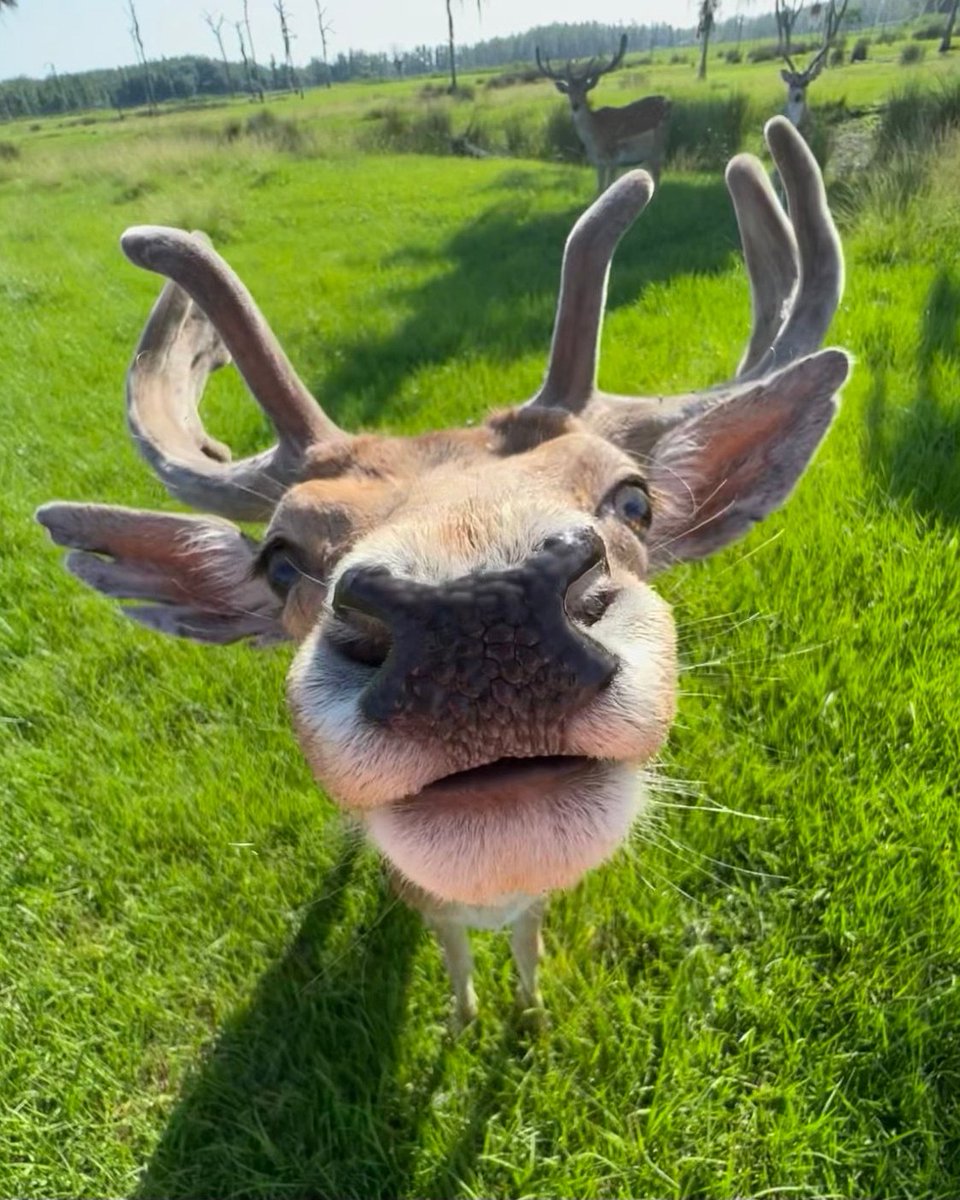 SafariWild's tweet photo. We hope this long weekend you are as happy as our fallow deer. Say cheese! https://t.co/KVsR4hgltr