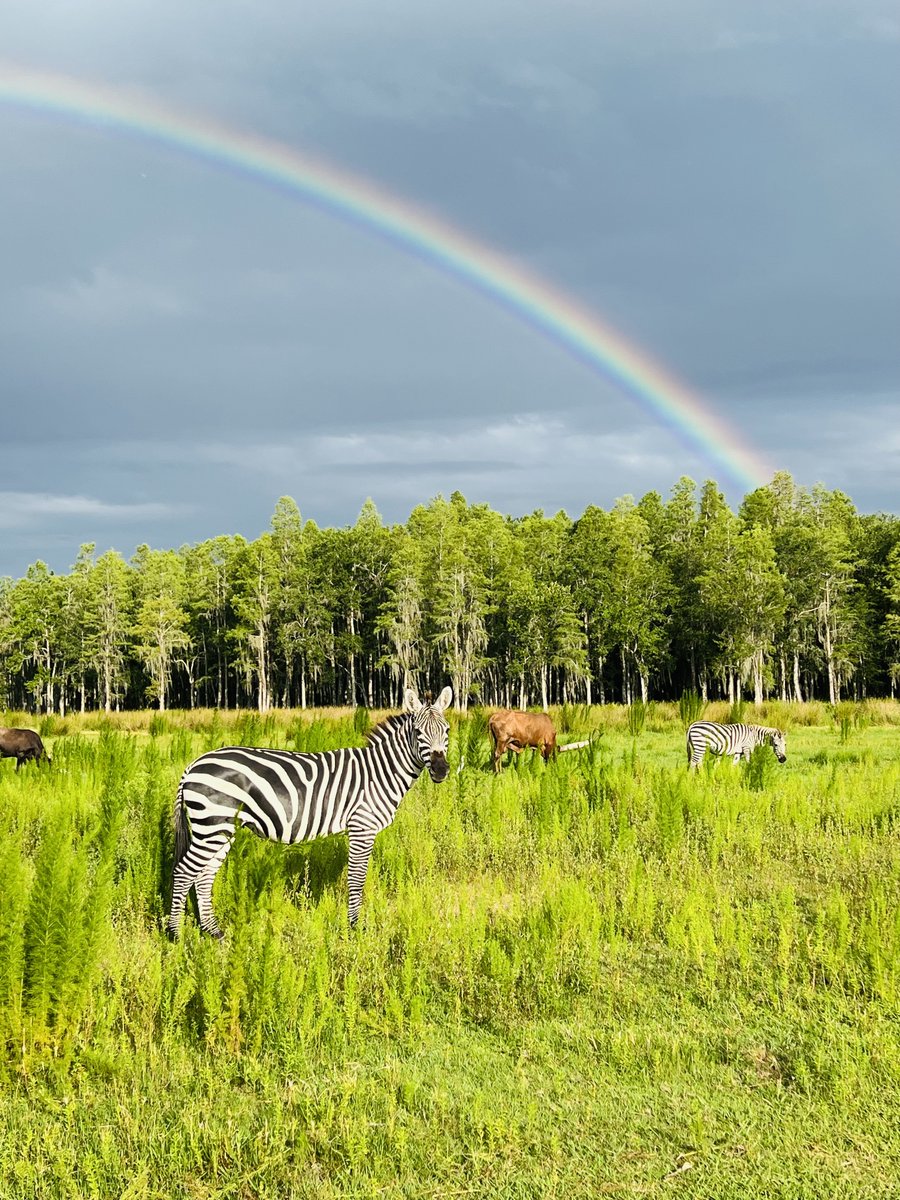 SafariWild's tweet photo. The pot of gold at the end of our rainbow is an incredible species, and they're waiting for you! Book your adventure with us today. https://t.co/sJf57uPftL