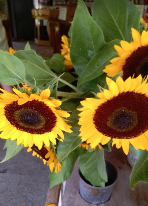 KingsFarmMarket's tweet photo. Treat yourself to some sunshine today! 🌻💛
-
https://t.co/qPbB9kdtmh
.
.
#KingsFarmMarket #EdistoIsland #SouthCarolina #CertifiedSC #FarmMarket #FarmGrown #HealthIsWealth #ShopLocal https://t.co/gxyCBwaBfd
