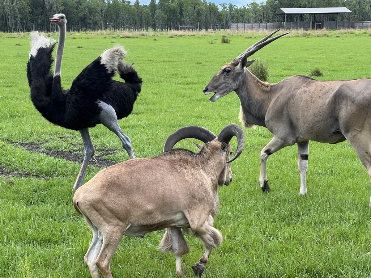 SafariWild's tweet photo. When an ostrich, an eland and Barbary sheep get together, we know it's going to be a grand time. 
Book your adventure today and experience animal relationships unlike anything you've ever witnessed! https://t.co/sMAUZheaE9