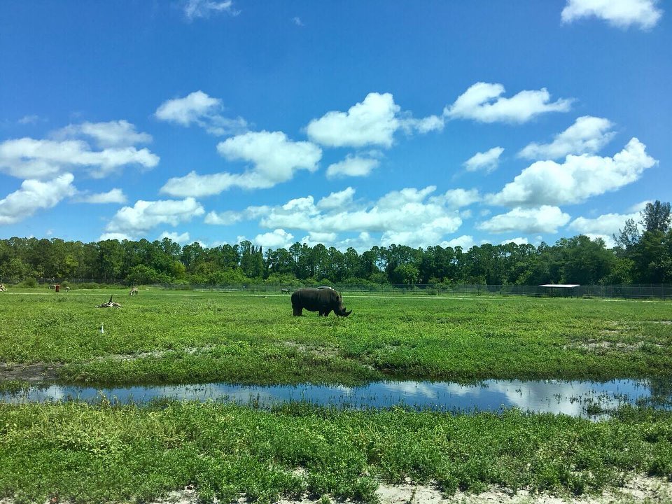 SafariWild's tweet photo. Trust us, we give postcard worthy a whole different meaning.
Book your Safari Wilderness adventure today when you visit the link in our bio. https://t.co/ooKQzYLhWV