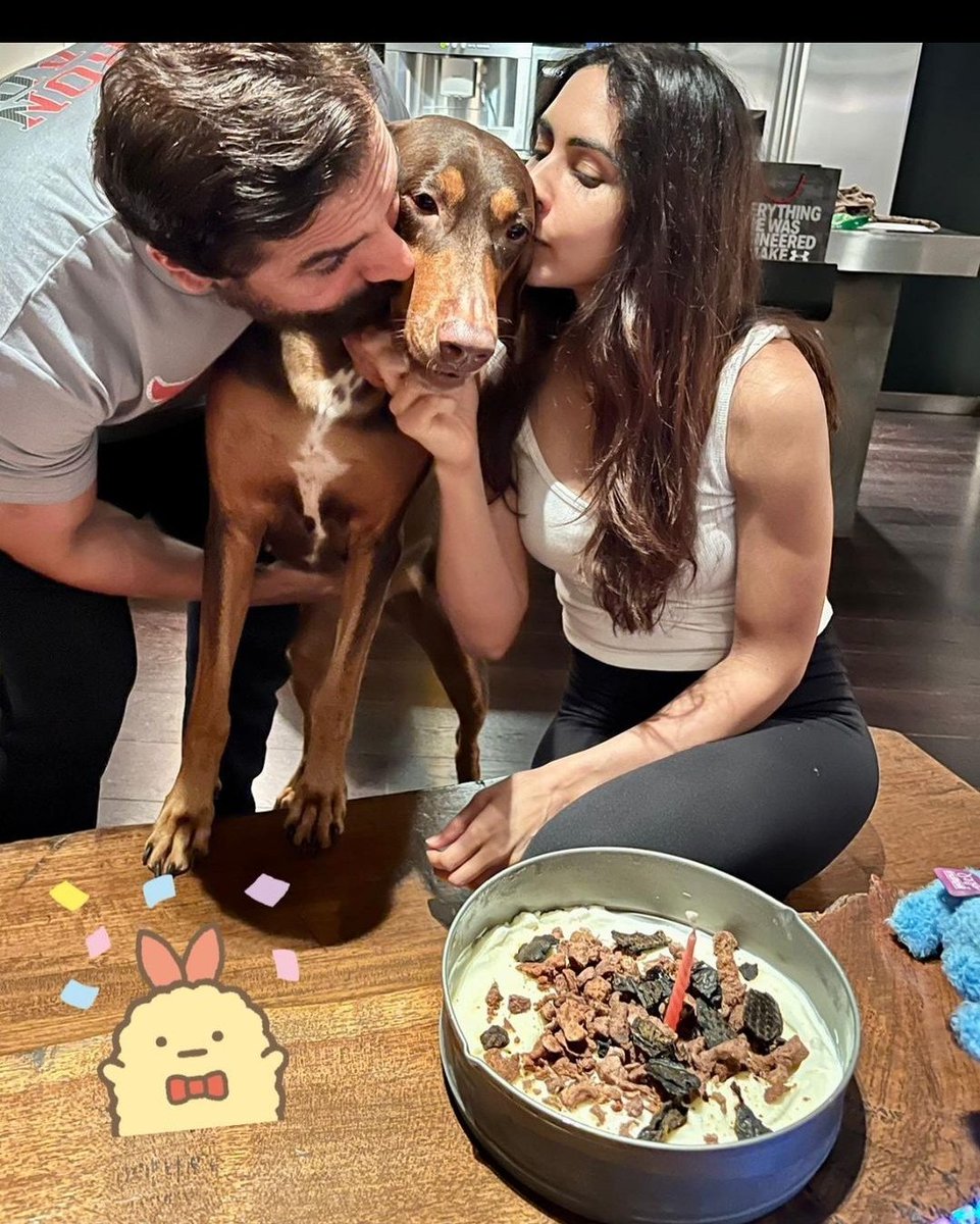 FudgePuppy_'s tweet photo. Happy birthday Sia! ❤️
Celebrating in style with parents! Wish I could join your celebrations! 😘
Well I guess you are technically @TheJohnAbraham and Priya's grandpuppy since you are Bailey's daughter. 🤭 https://t.co/m4m8fVChWb