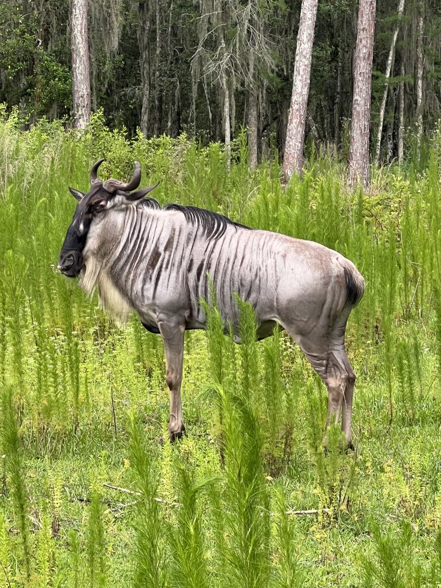 SafariWild's tweet photo. Also known as the gnu, the wildebeest is a member of the antelope family and can be found in South-Eastern Kenya and Northern Tanzania.
Learn more when you book your Safari adventure. https://t.co/UuxCw5AfmH