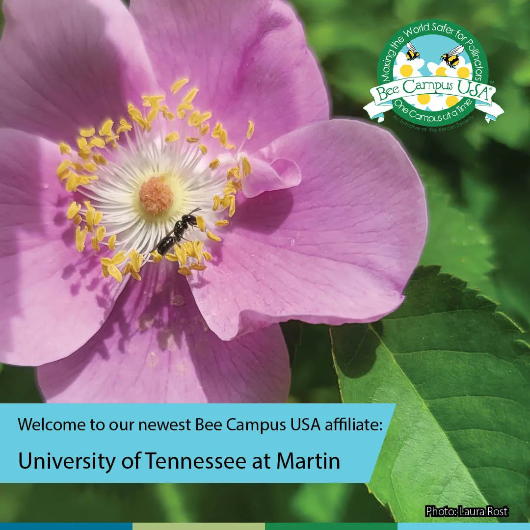 BeeCityUSA's tweet photo. Congratulations to the University of Tennessee at Martin, for becoming the latest affiliate of Bee Campus USA! Thank you for stepping up to help pollinators.
@utmartin #utmartin #BeeCampusUSA #BeeCityUSA #ProtectingPollinators #Tennessee https://t.co/gKeUCl41z7