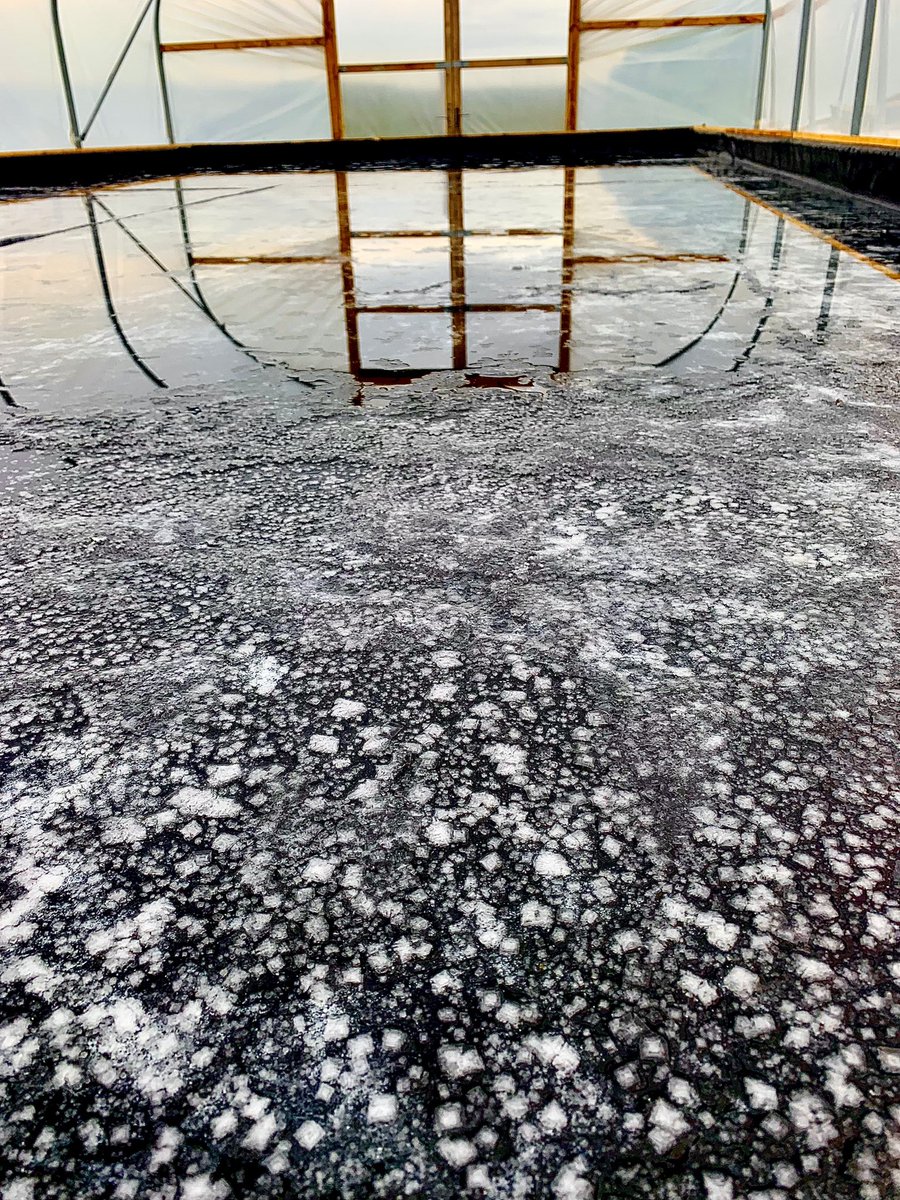 Second harvest of 2022 coming along wonderfully at it’s own natural rate. <a href="/LtdOrsay/">Orsay Sea Salt ltd</a> 
#seasalt #islay