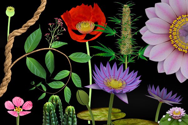 sacrdgardn's tweet photo. Together, we will grow the biggest decentralized garden of psychedelic plants in the world. In the #floraverse we support small farmers, conservation, education and non profits focused on our shared mission. https://t.co/1O6f3O1m7y